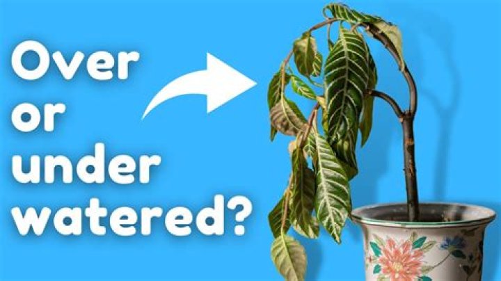 How do you save an overwatered plant Reddit?