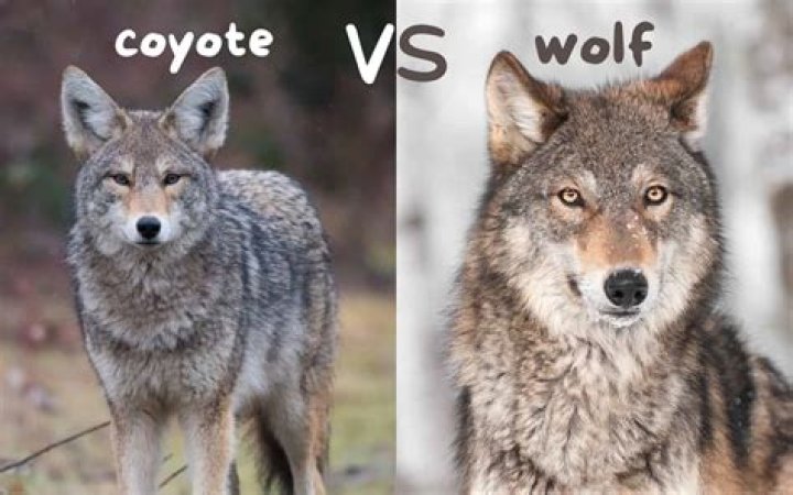 How do you say wolf in Eskimo?