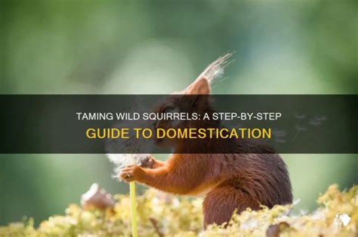 How do you tame a wild squirrel?