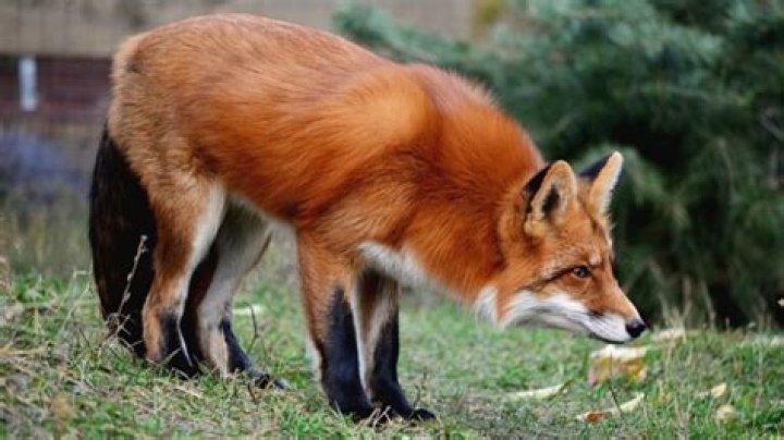 How far can foxes hear?