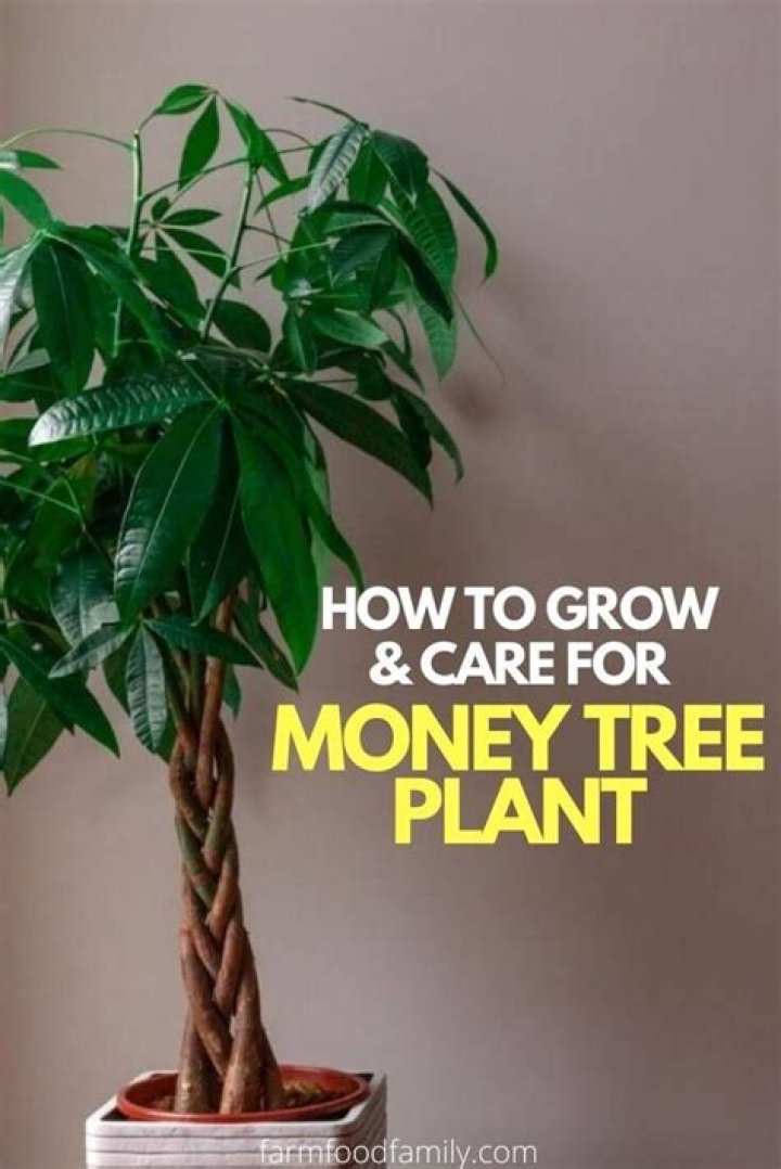 How fast does a money tree grow?