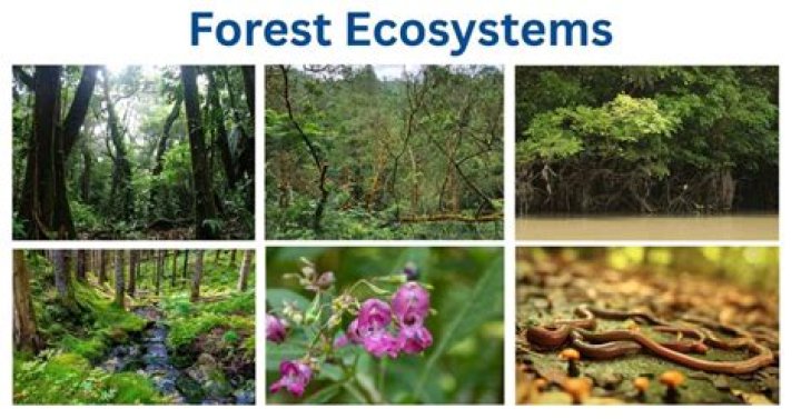 How forested is France?