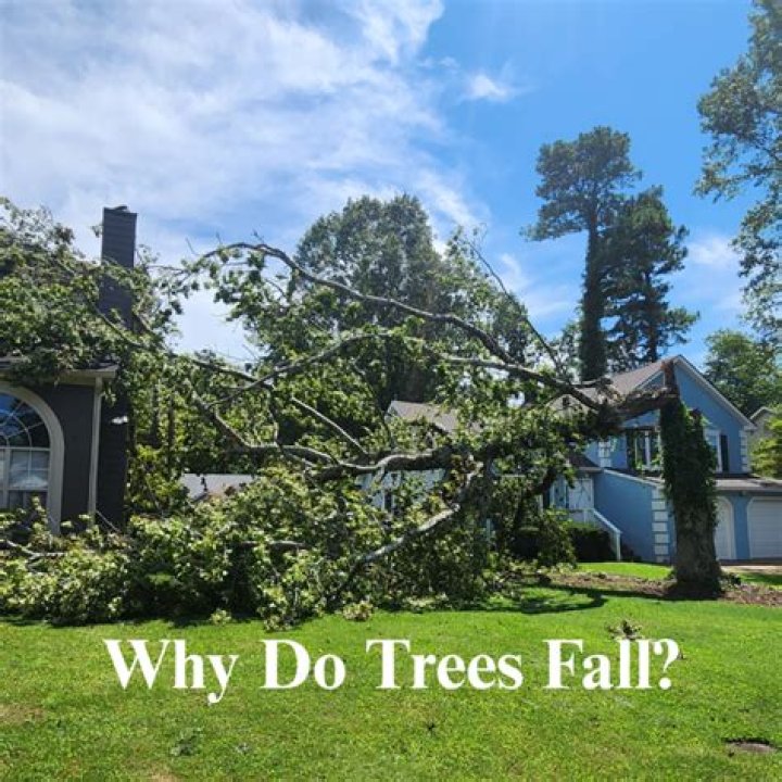 How likely is a tree to fall on your house?