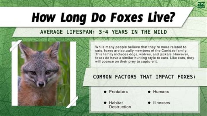 How long do foxes stay in a den?