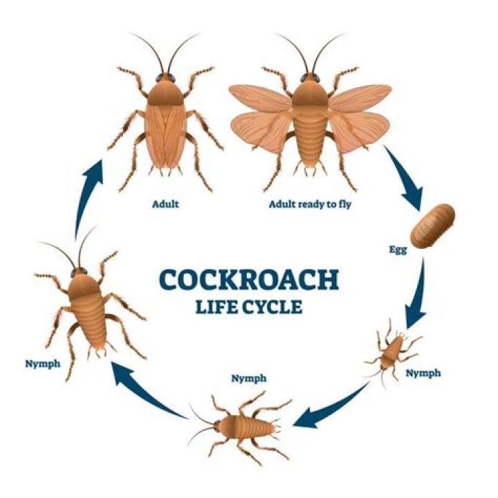 How long does a cockroach live for?