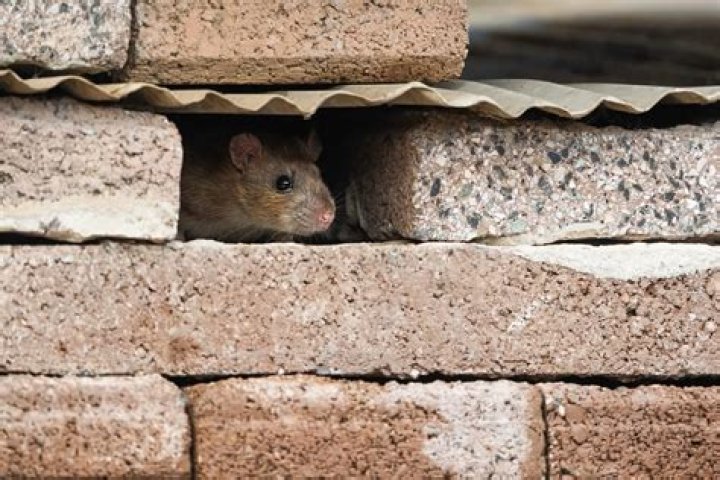 How long does a dead rat in the wall smell?