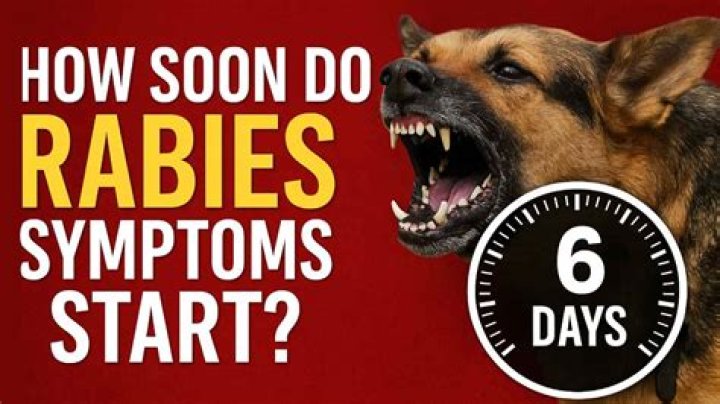 How long does a dog live with rabies?