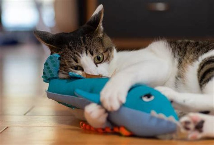How long should I let my cat play with catnip?
