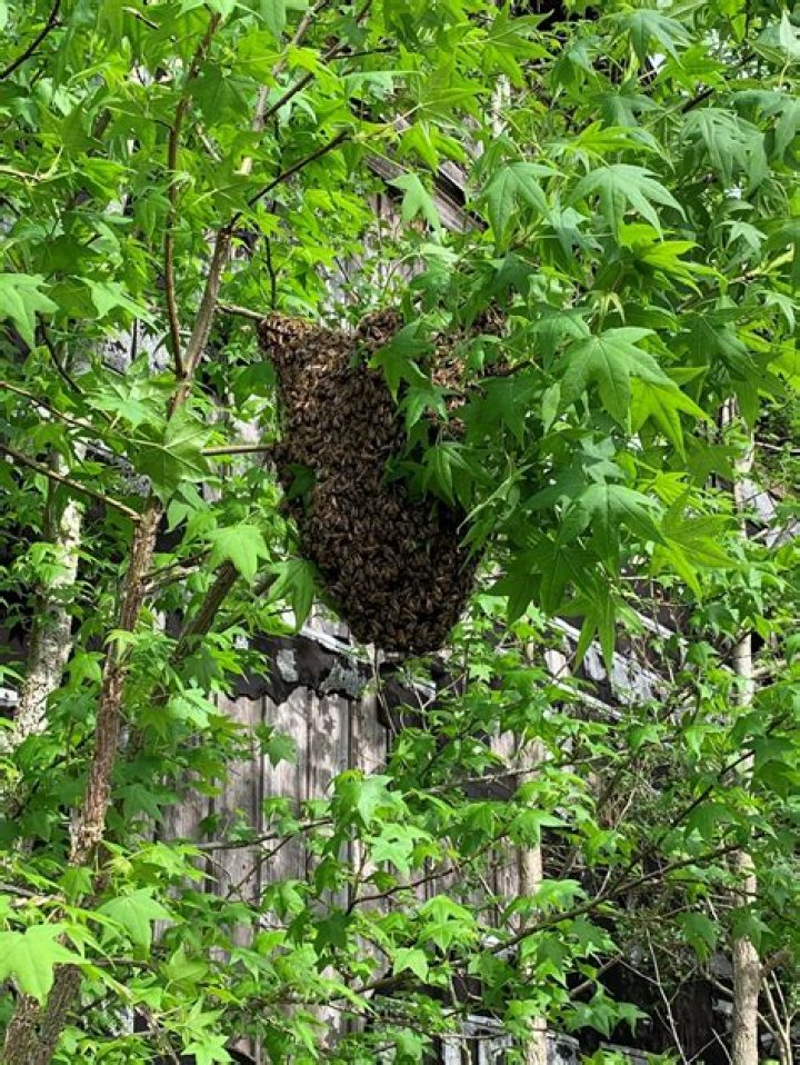 How long will a bee swarm stay in one place?