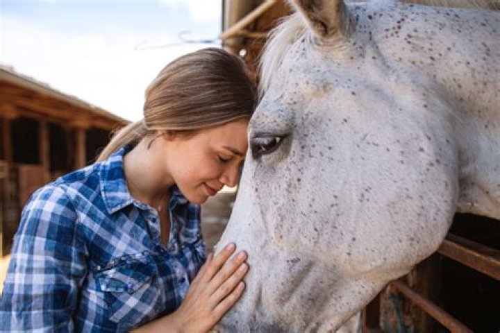 How long will a horse remember you?