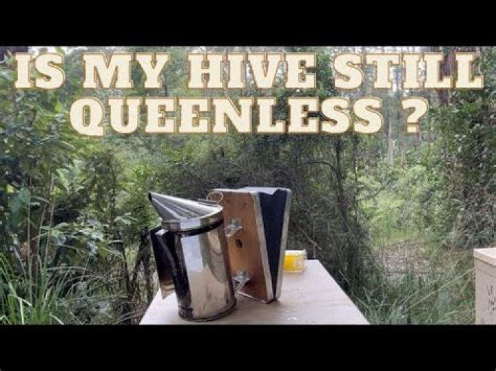 How long will bees stay in a hive without a queen?