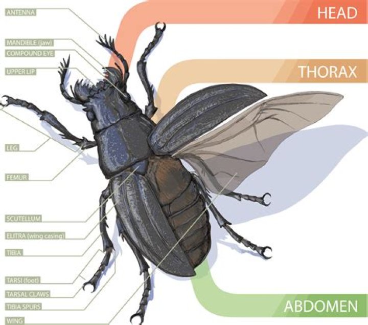 How many armor husks does a beetle have?