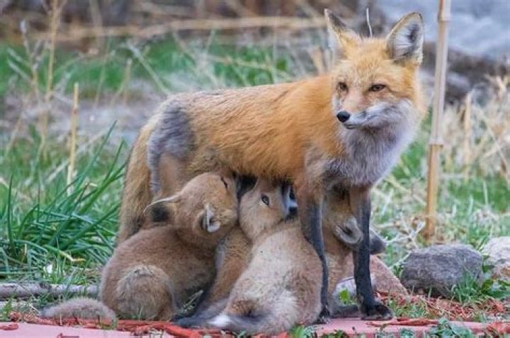 How many babies does a fox have at once?