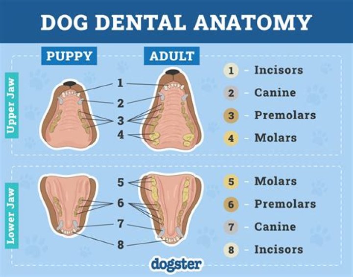 How many dogs can be in a household?