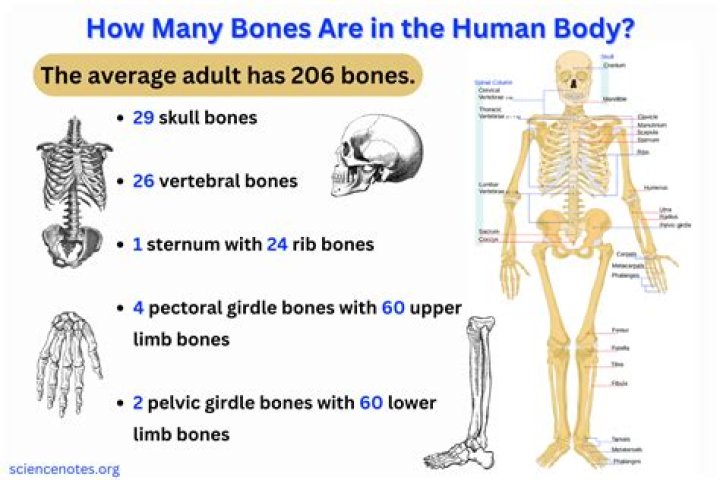 How many pounds of feces are in the human body?