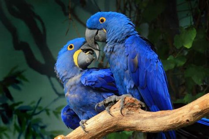 How much does a hyacinth macaw cost?