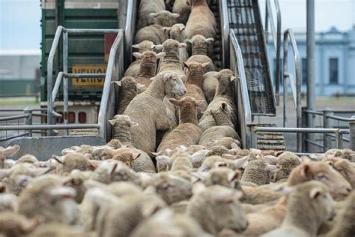 How old are animals when slaughtered UK?