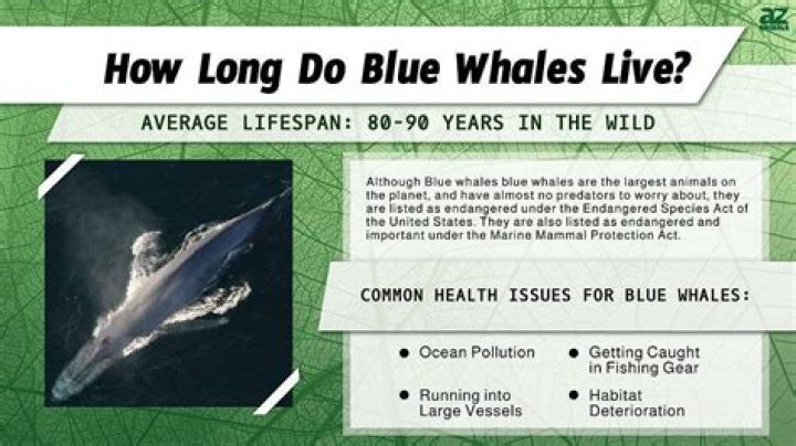 How old do whales live?