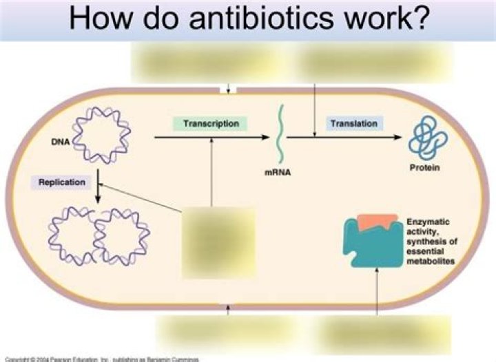 How quickly do antibiotics work for sepsis?