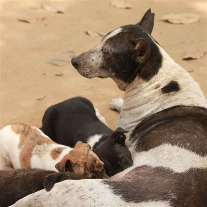 How quickly does hemp oil work for dogs?