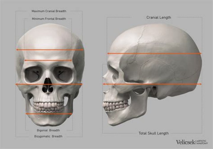 How strong is your skull?