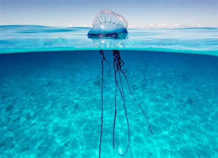 Is a jellyfish a Manowar?