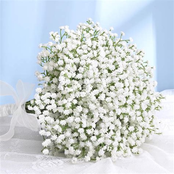 Is babys breath a hardy annual?