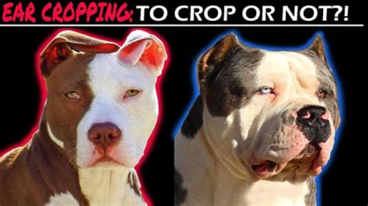 Is cropping ears painful?