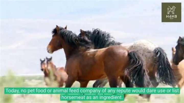 Is dog food made out of horses?