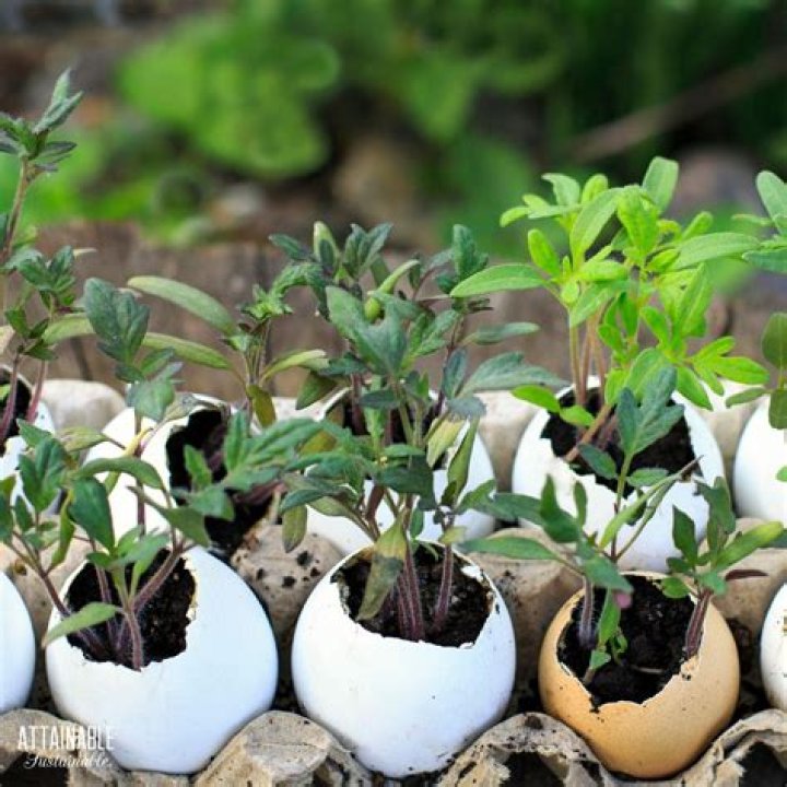 Is egg shell good for plants?