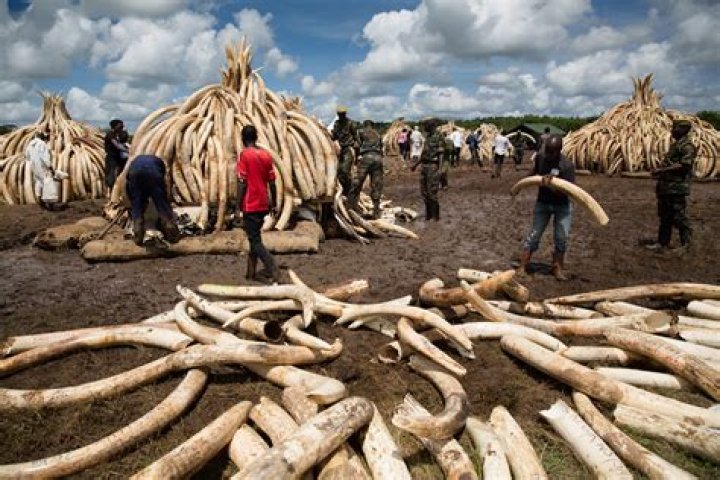Is elephant skin illegal Canada?
