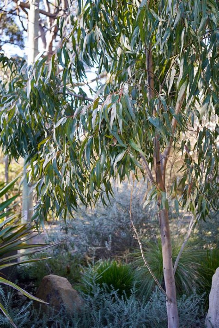 Is eucalyptus safe for birds?