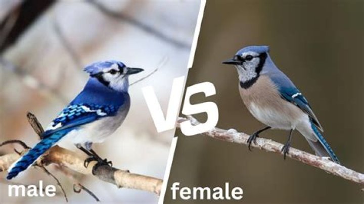 Is Kaur male or female?