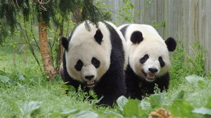 Is panda a bear or not?