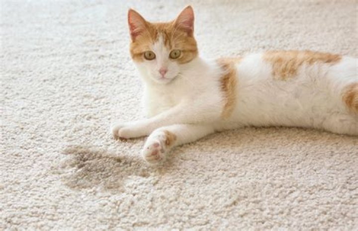 Is there a male cat god?