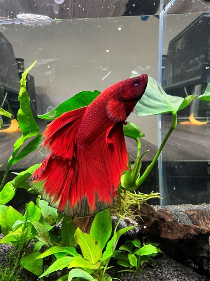Should I keep my betta fish light on at night?