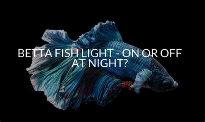 Should I turn my betta fish light off at night?