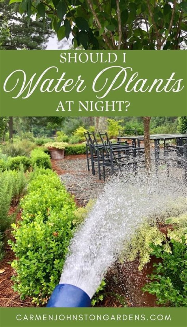 Should I water at night or in the morning?