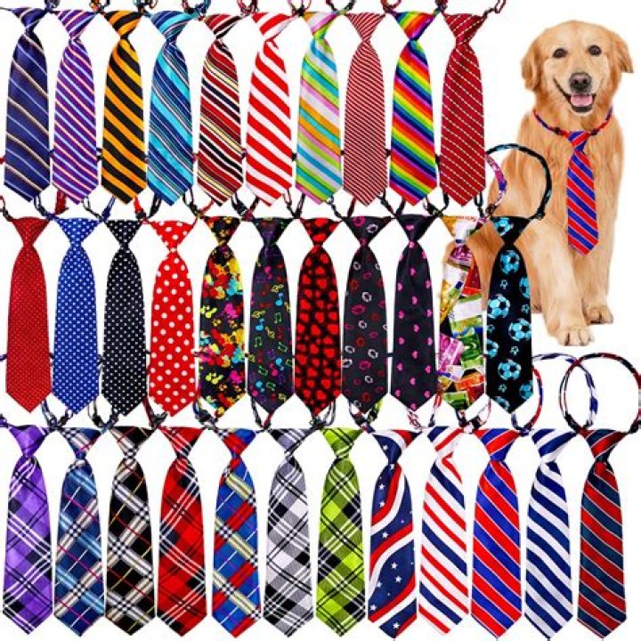Should puppy wear collar all the time?