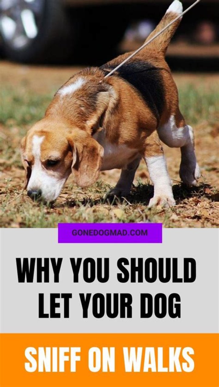 Should you let dogs sniff on walks?