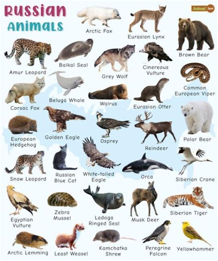 What animal skin is used for drums?
