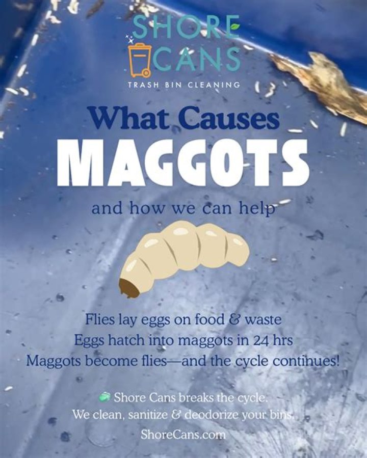 What are maggots attracted to?