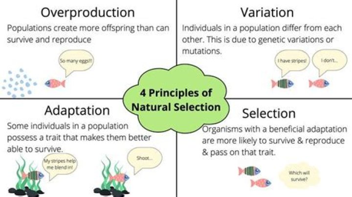 What are the 4 main objects of a database?