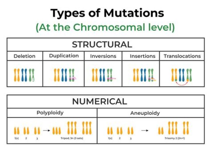 What are the two main types of mutations quizlet?