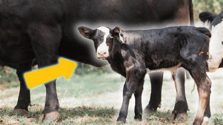 What are unborn calves used for?