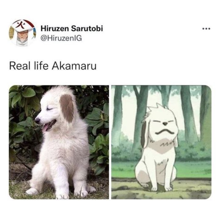 What breed is Akamaru?
