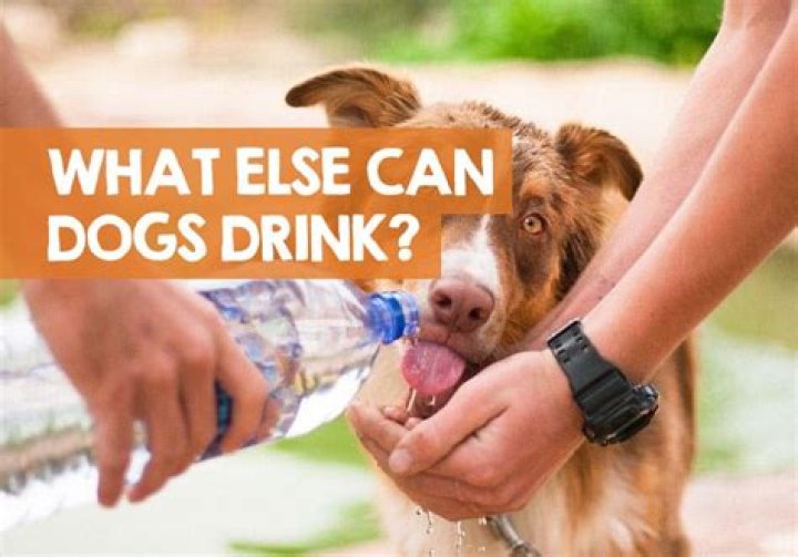 What can a dog drink besides water?