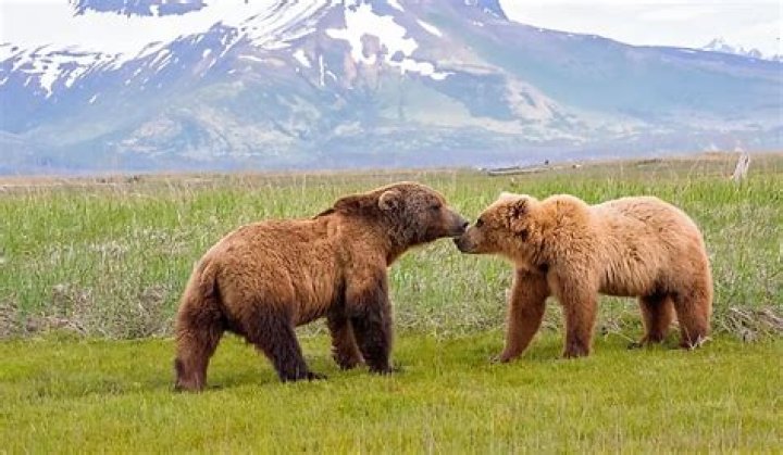 What can you only find in California?