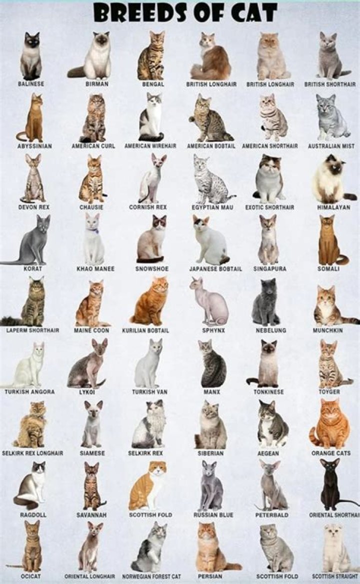 What cat breed is the laziest?
