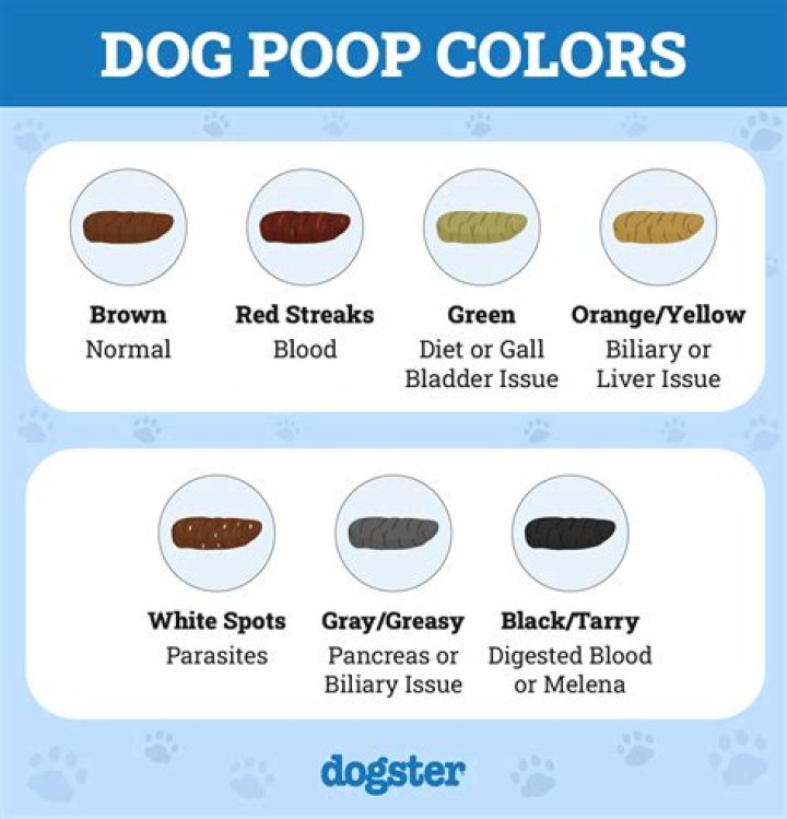 What causes dog Struvites?